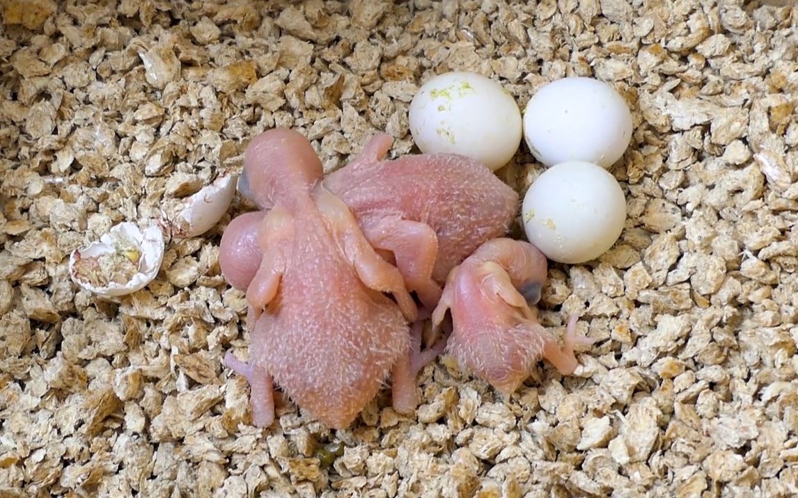 事有蹊跷.虎皮鹦鹉的有些蛋好像孵化不出来了