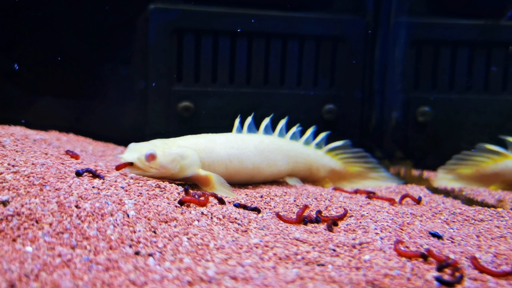 红眼恐龙鱼吃小红虫