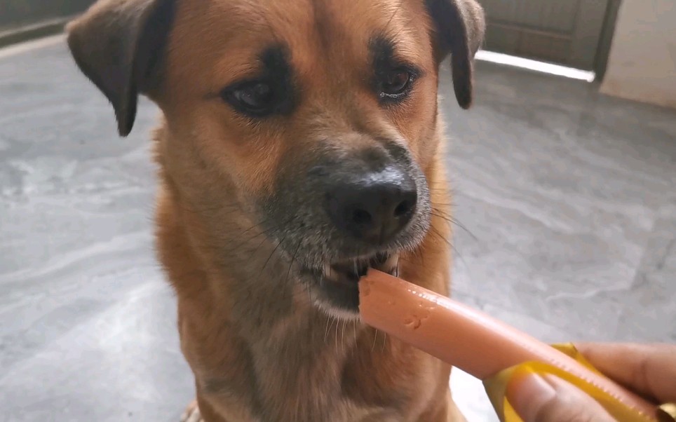 如果给一只田园狗喂火腿肠 他会特别特别小心的吃,怕咬到主人_哔哩