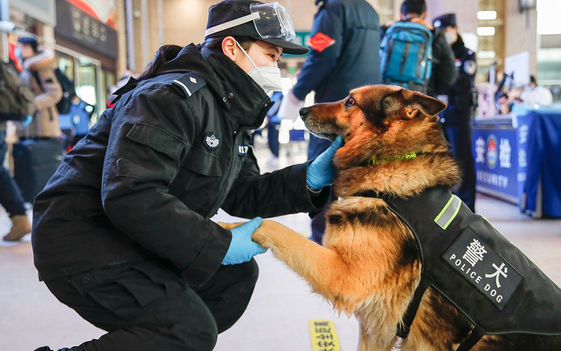 警花与警犬 老搭档的“新”任务哔哩哔哩bilibili