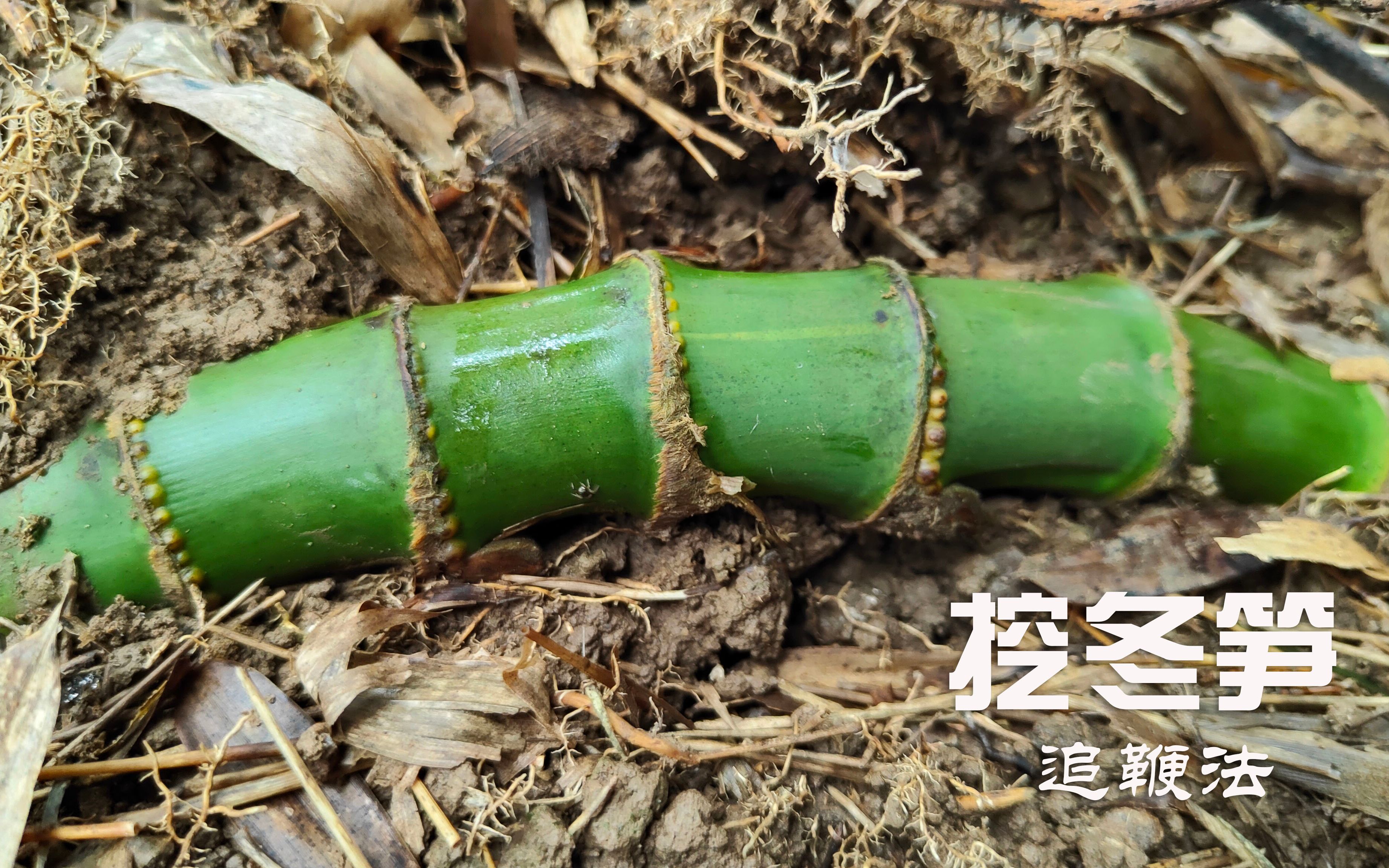 雨水后冬笋长势快,挖笋的人也多了,一招追鞭法收获还不少哔哩哔哩bilibili