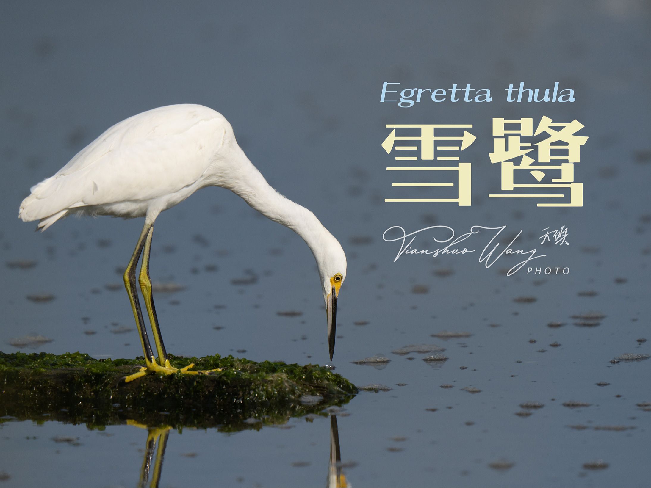 【天硕Timothy】科德角ⷩŸ楰”弗利特:滩涂上的雪鹭(Egretta thula)20240825哔哩哔哩bilibili