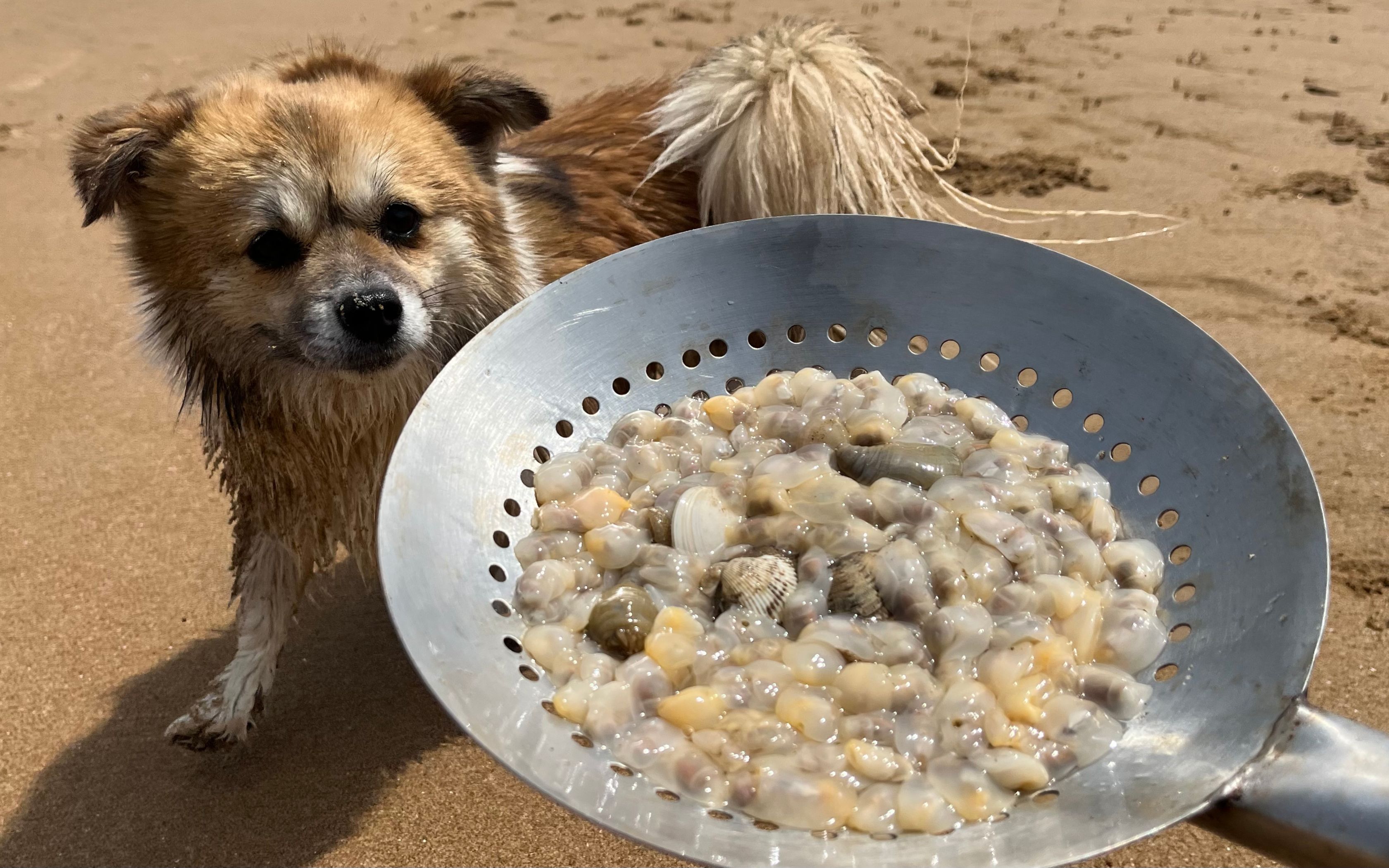 大齐赶海,发现沙滩上好多泥螺在卧沙,用大马勺捞一些回去