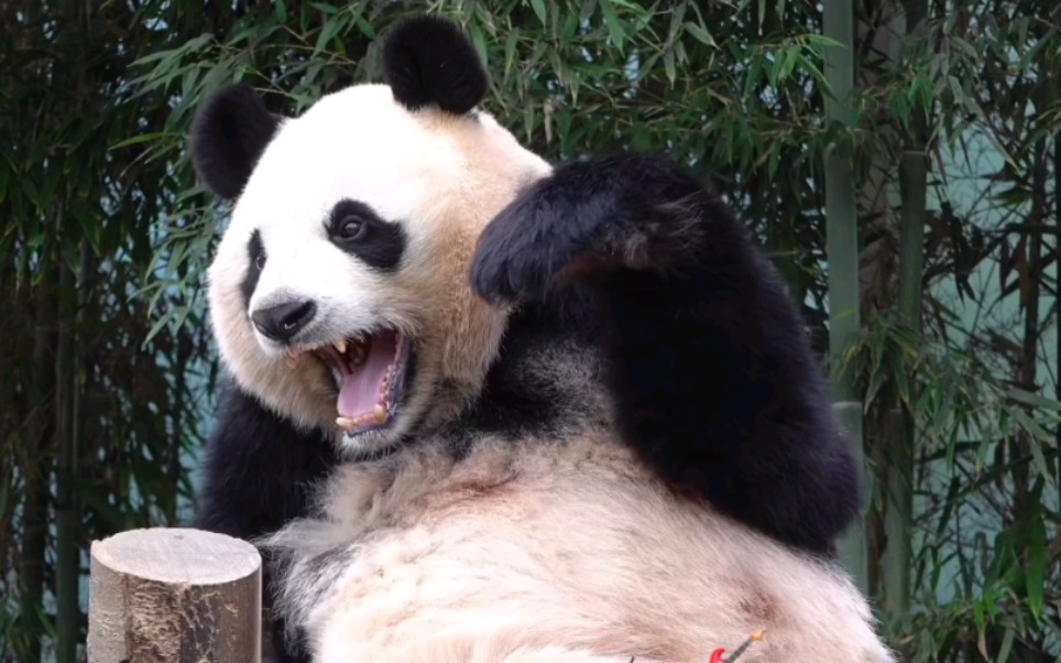 摇滚巨星华妮 爱宝弹吉他