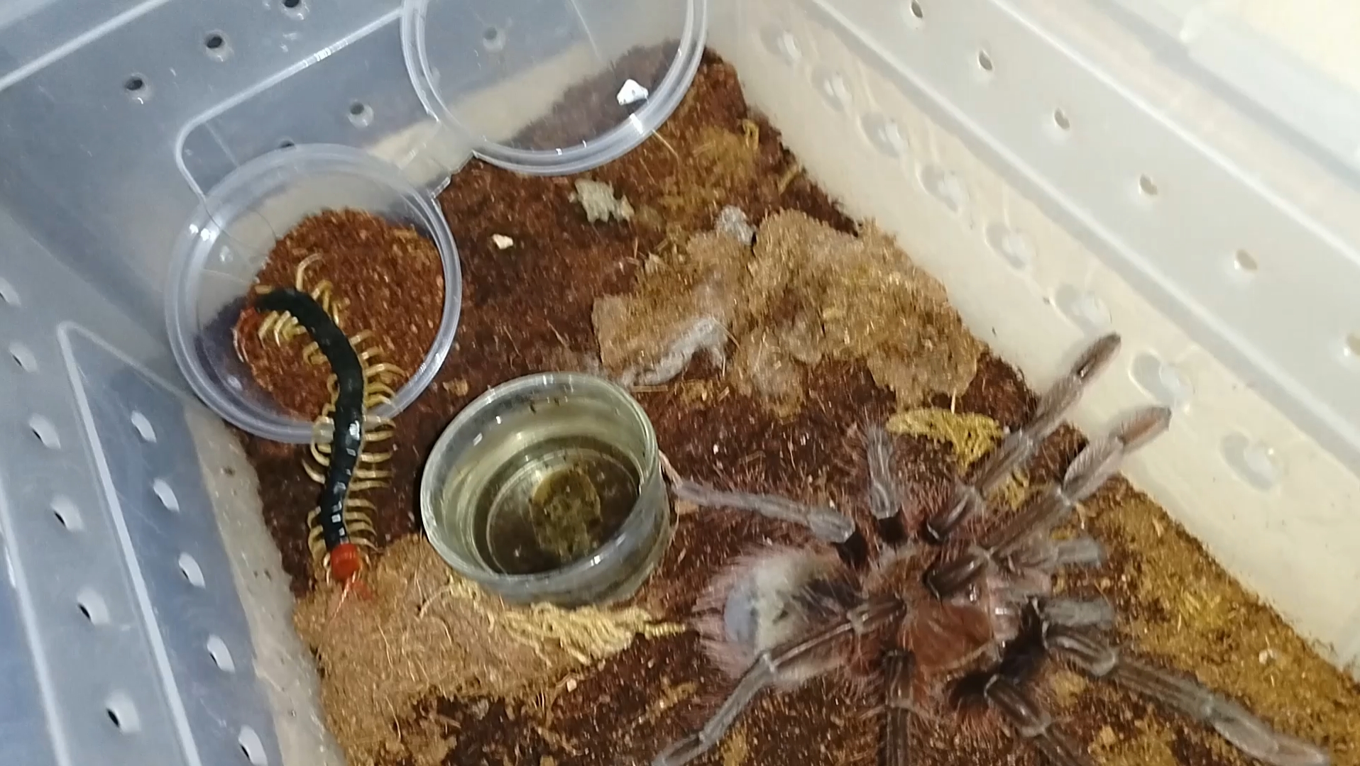 委内瑞拉巨人粉红脚捕食少棘蜈蚣