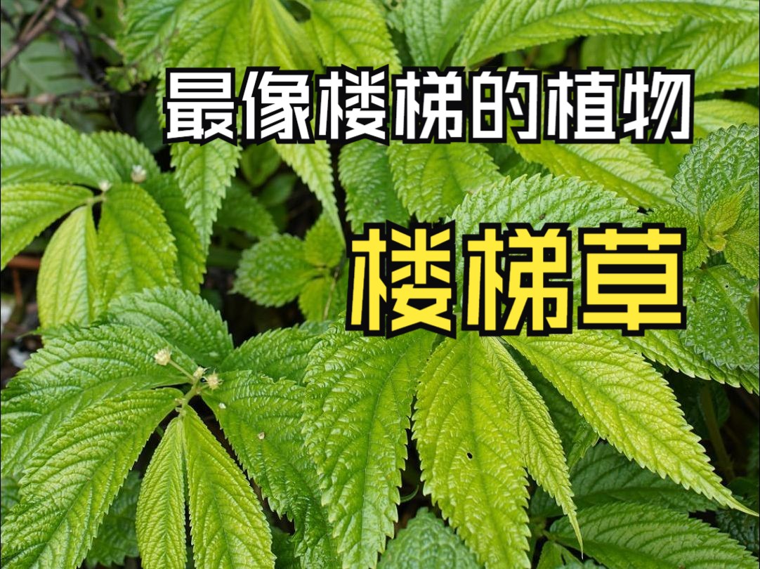 楼梯草,叶片像楼梯一样整齐排列.哔哩哔哩bilibili