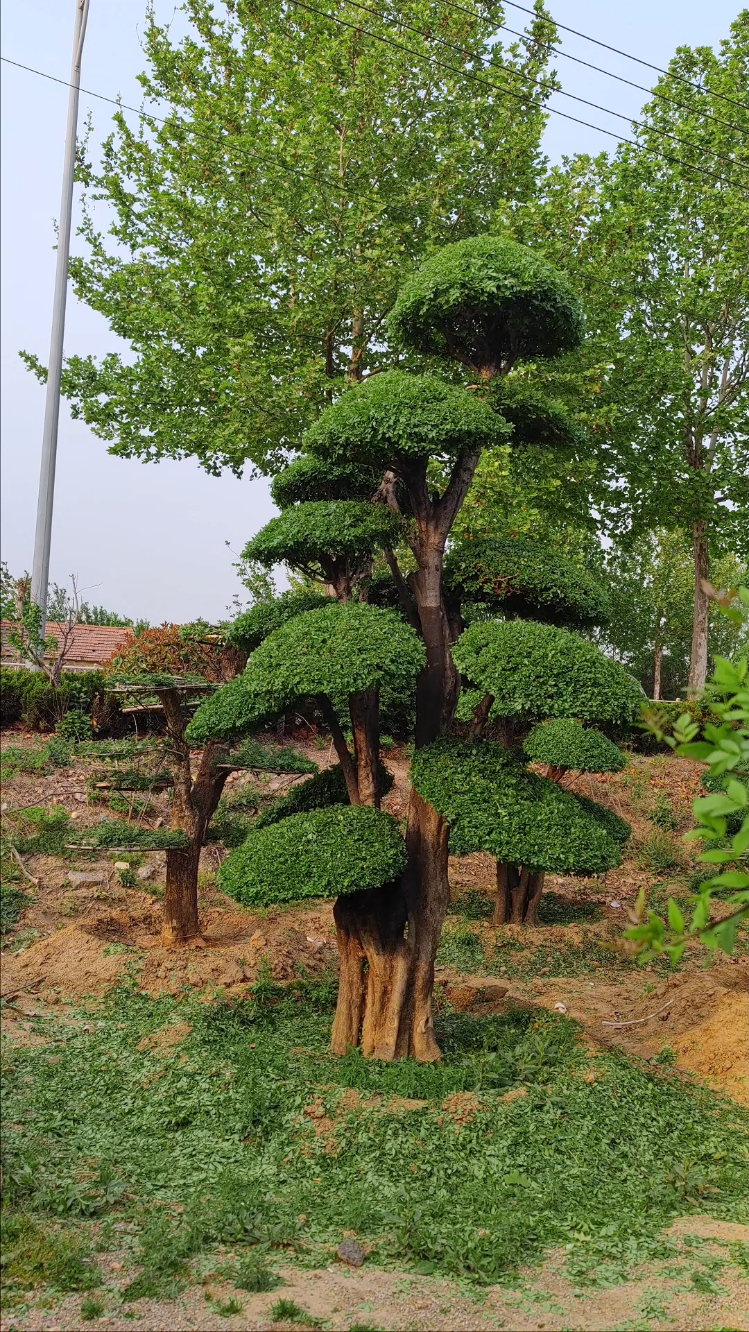 对节白蜡的养殖方法和注意事项(对节白蜡的养殖方法和注意事项?