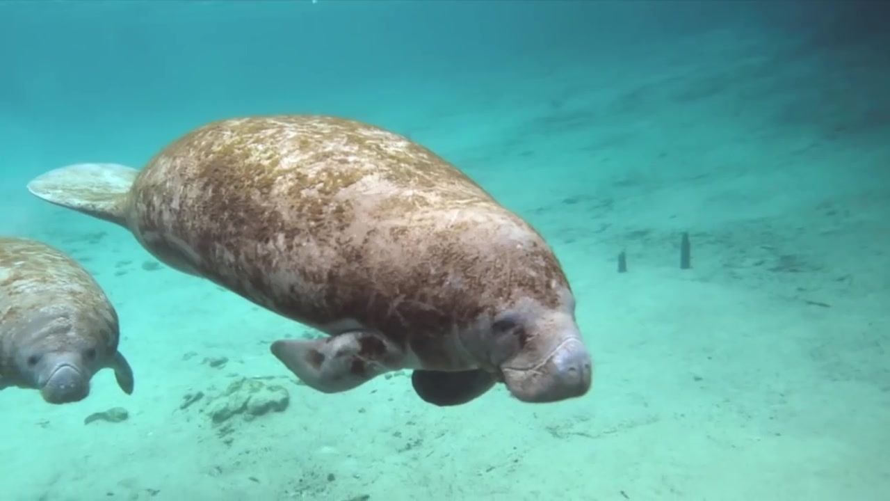 国家地理 | Manatees 10 amazing facts哔哩哔哩bilibili