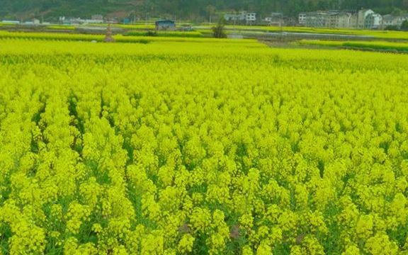 [图]坝上那大片油菜花终于开了你愿意来打卡吗