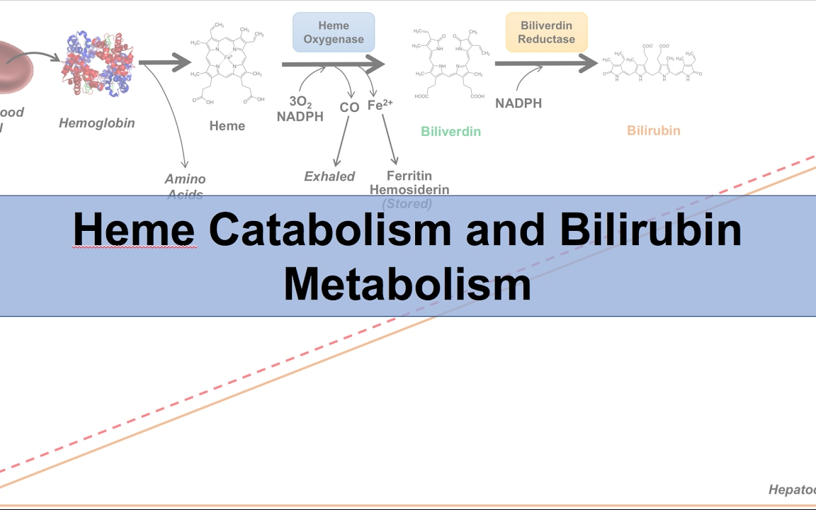 [图]【医学英语教学_血液学合集】Medical Terminology_Hematology