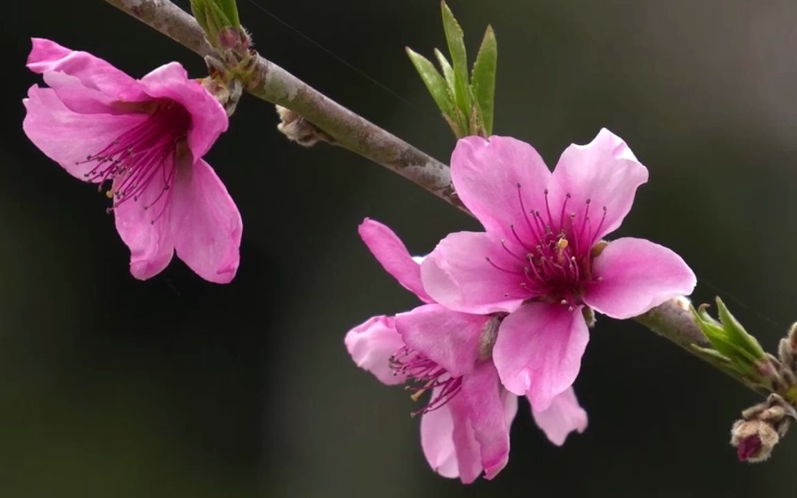 [图]【三月桃花】琵琶笛箫