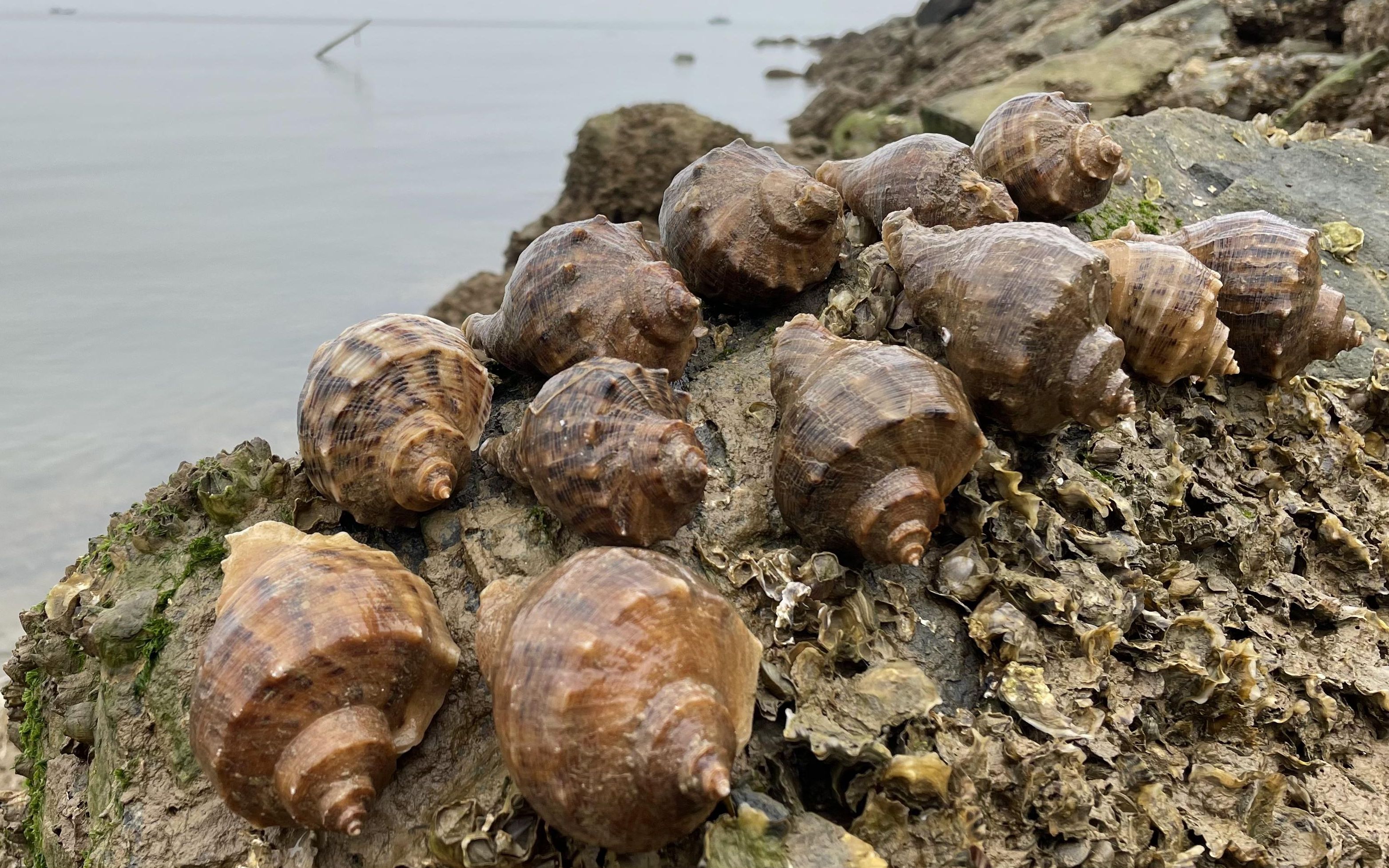 今天退大潮 小伟很早就来到礁石区 捡了很多的海螺 提不动了_哔哩哔哩