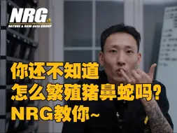 Скачать видео: 【NRGroup】更一期猪鼻蛇繁殖教程（好久不见~）