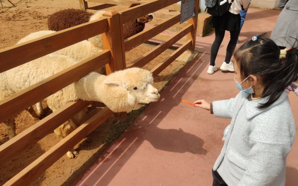 合肥长丰疯狂松鼠岛半日游