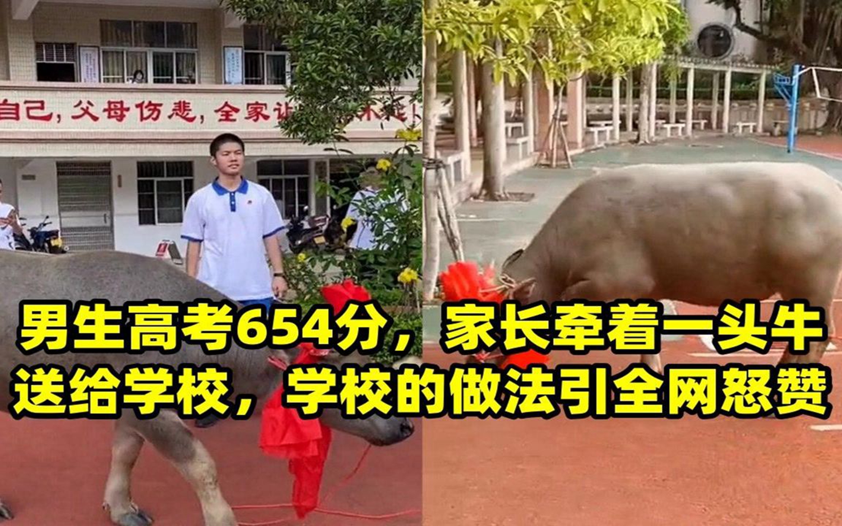 男生高考654分,家长牵着一头牛送给学校,学校的做法引全网怒赞哔哩哔哩bilibili