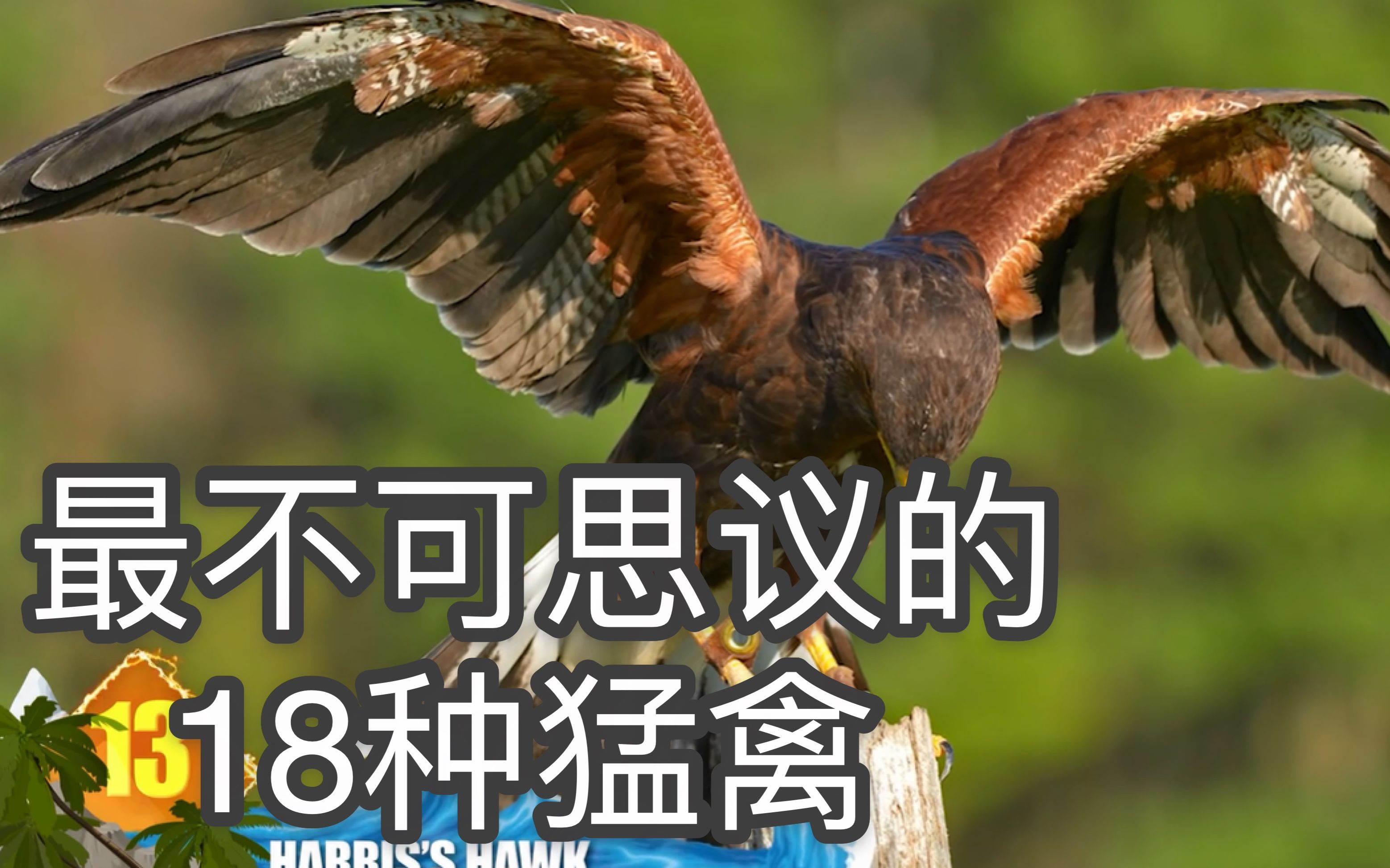 [图]Most Incredible Birds of Prey最不可思议的18种猛禽