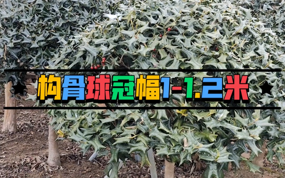 河南构骨球/河南枸骨球哔哩哔哩bilibili