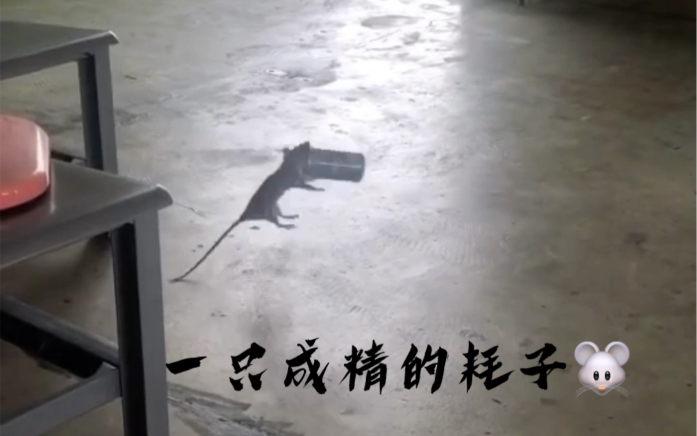 活动  这只耗子成精了