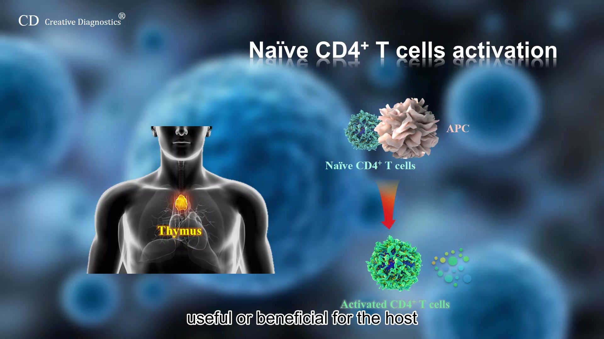 CD4T cell 分类及功能 CD4 T cell differentiation~哔哩哔哩bilibili