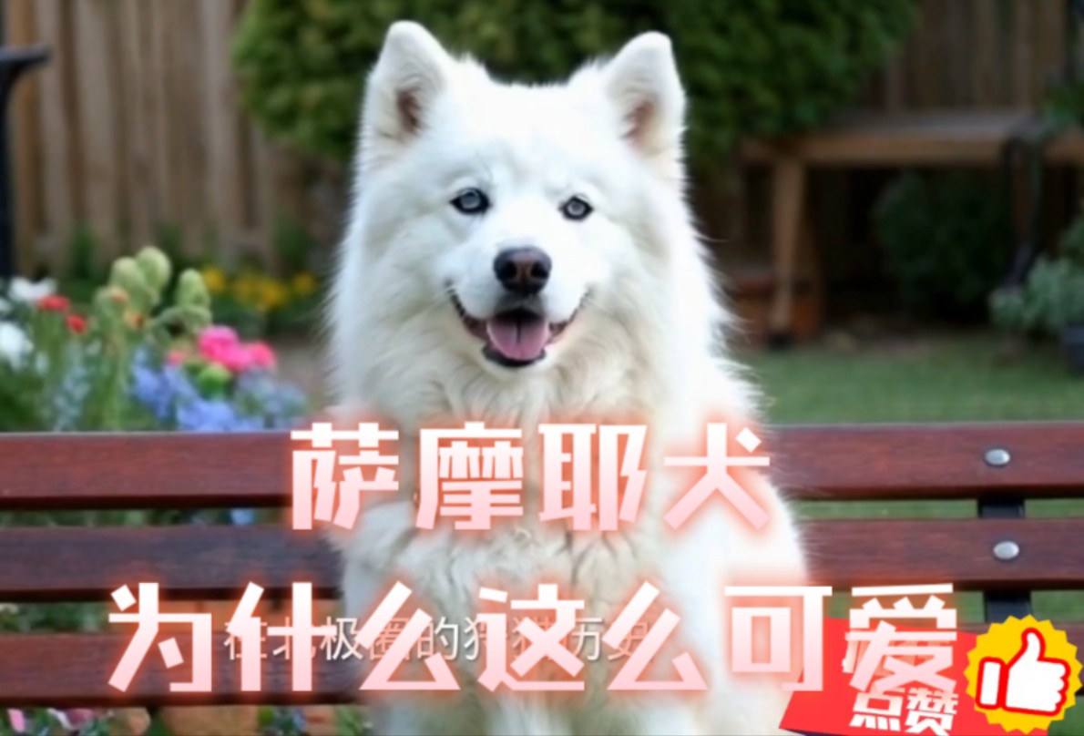 一分钟告诉你萨摩耶犬的冷门小知识哔哩哔哩bilibili