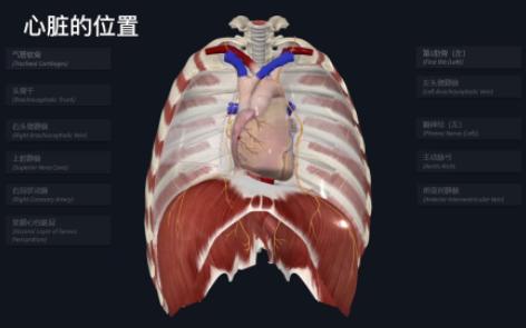 康复医学治疗技术考试合集(一)解剖 心脏的位置哔哩哔哩bilibili