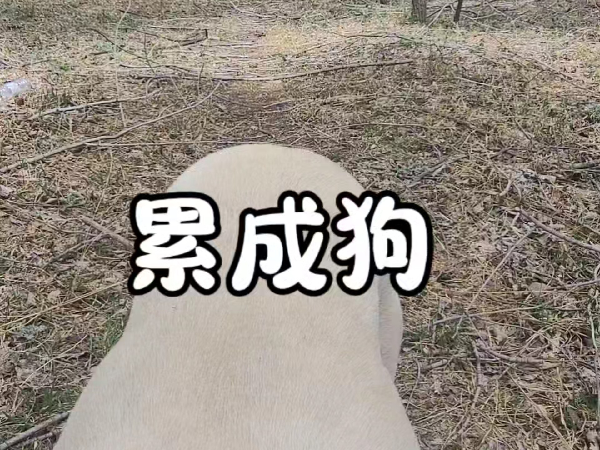 累成狗