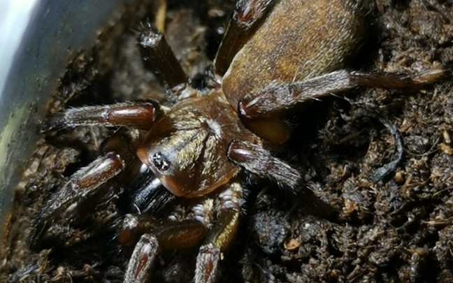 一些非捕的捕食主要原蛛顺便国庆快乐