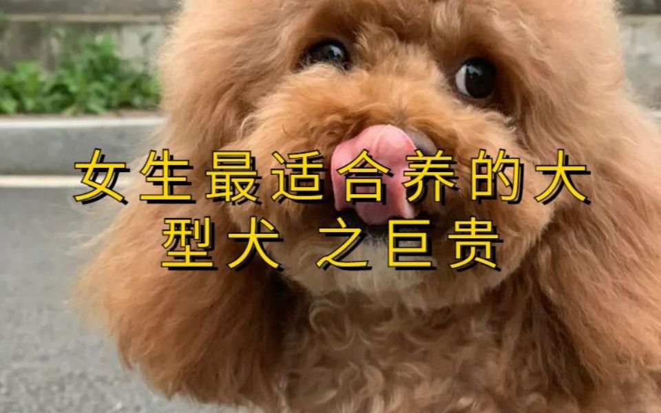 女生最适合养的大型犬 之巨贵哔哩哔哩bilibili