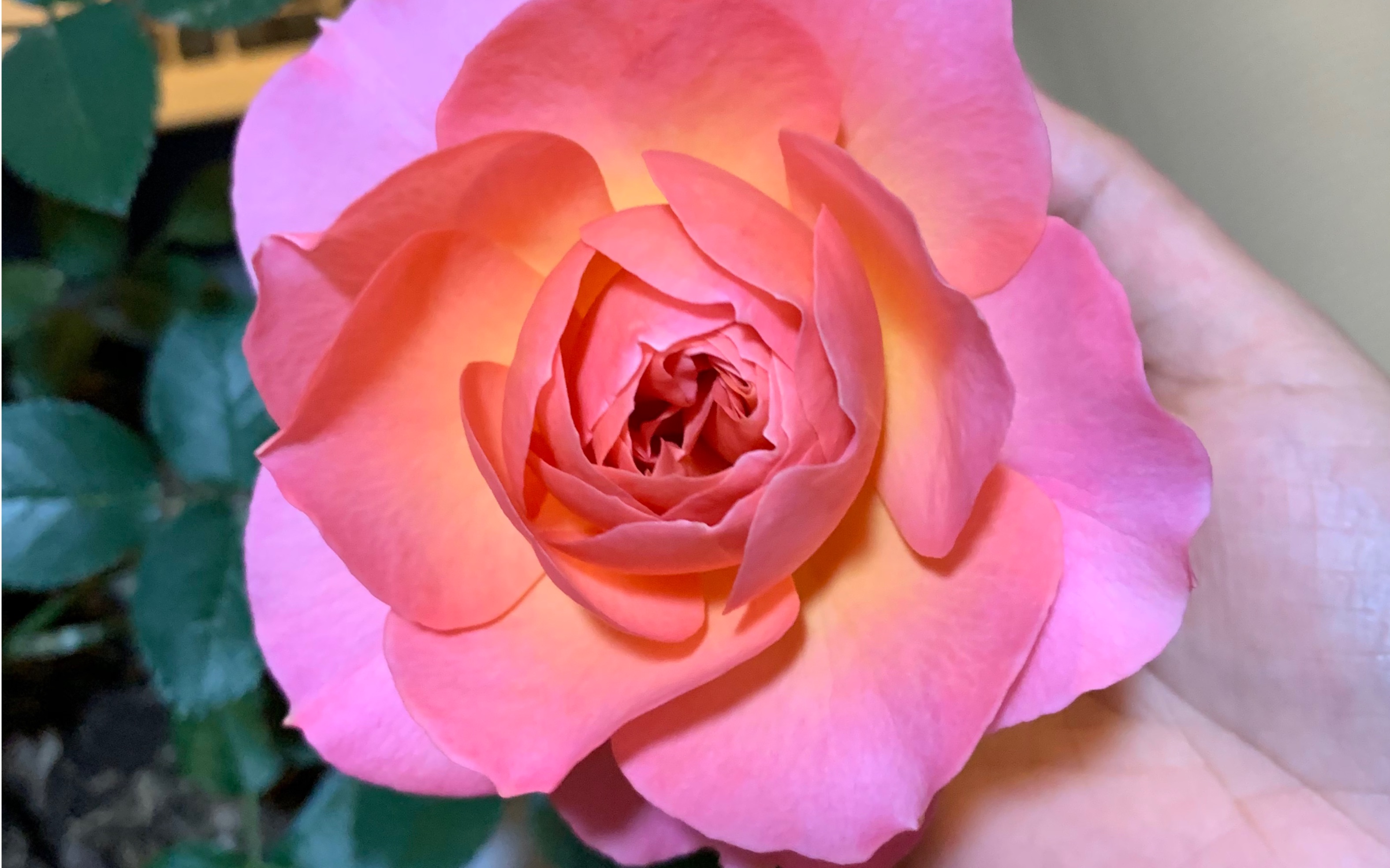 神仙配色的月季花,大花微月,可惜没有名字,暂时叫天狼自育1号,希望