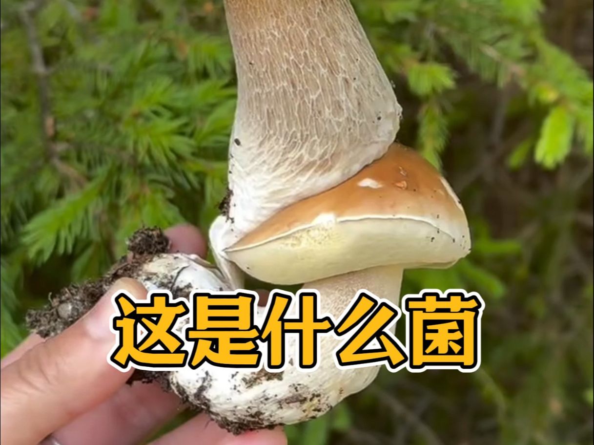 这是什么菌?带你正确辨别野生菌哔哩哔哩bilibili