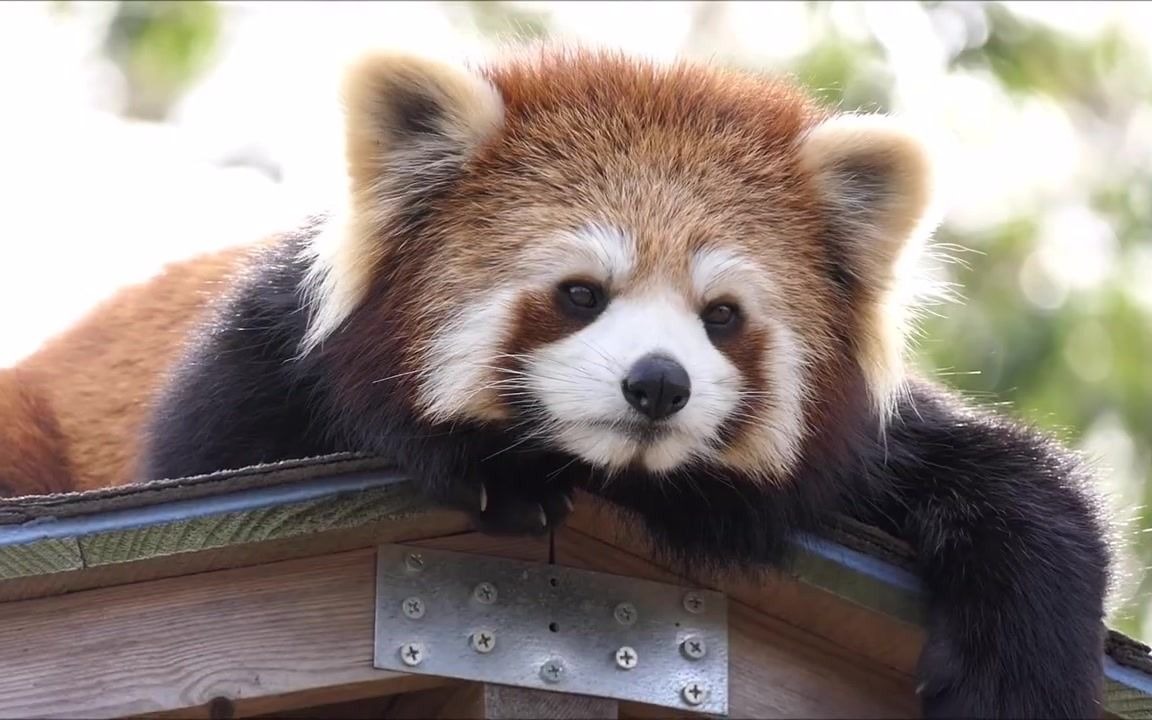 小熊猫可爱的枣子和柚子八木山动物园