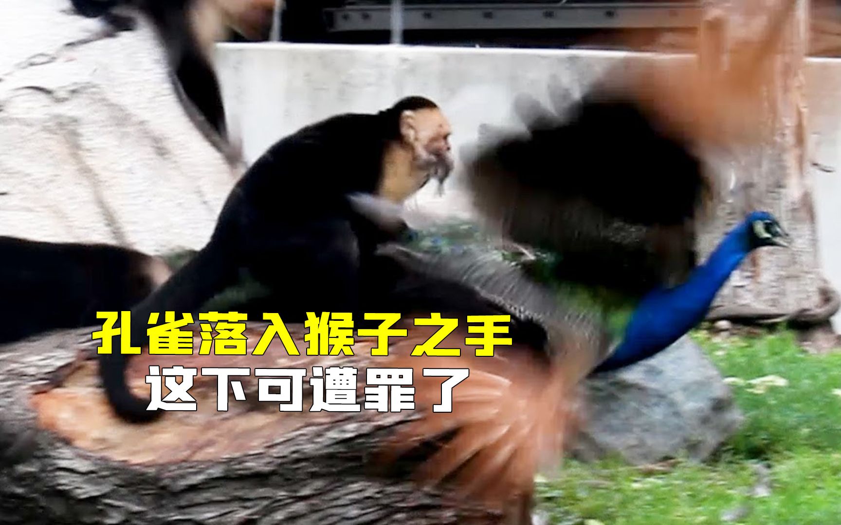 [图]高傲的孔雀吃瘪了，惨遭猴子强行拔毛，看完憋住别笑