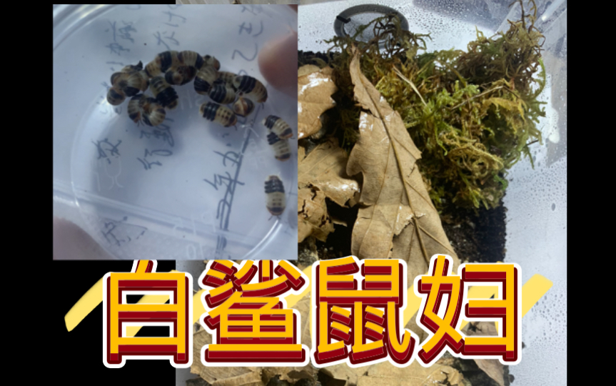 买了些西瓜虫,开箱入坑鼠妇,白鲨鼠妇,还有环境布置,也是把b战当相册