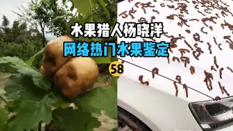 下载视频: 【水果猎人】网络热门水果鉴定58