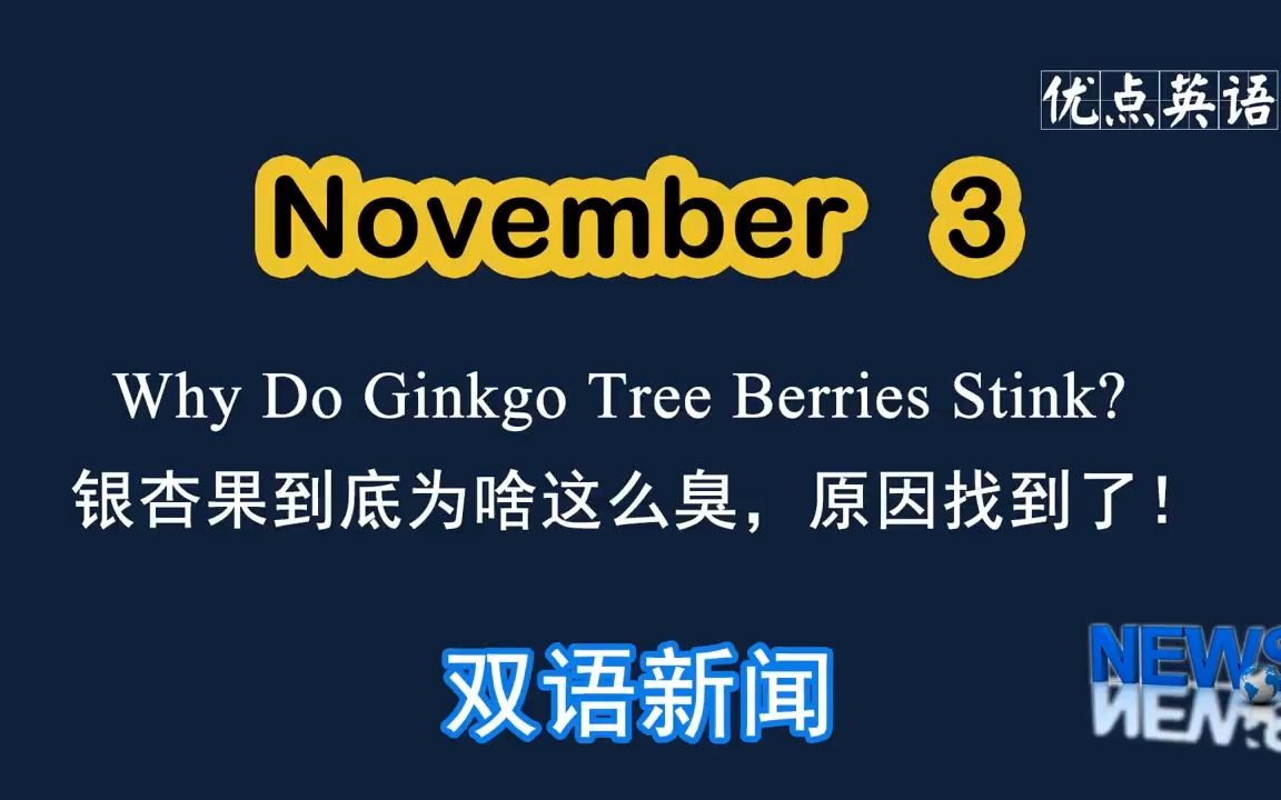 [图]11.3日双语新闻 Why Do Ginkgo Tree Berries Stink? 银杏果到底为啥这么臭，原因找到了！