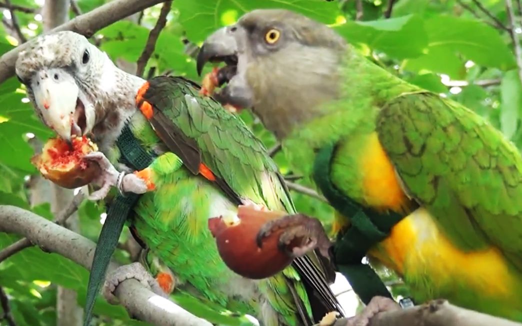 吃播鹦鹉在无花果树上吃无花果