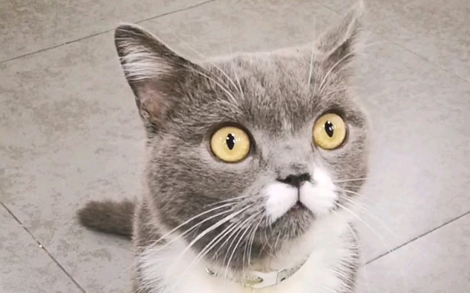 猫咪～猫咪～猫咪的海洋,却是敢看不敢摸