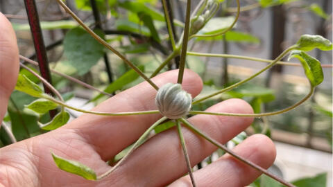 铁线莲 火焰 华丽的花托 哔哩哔哩