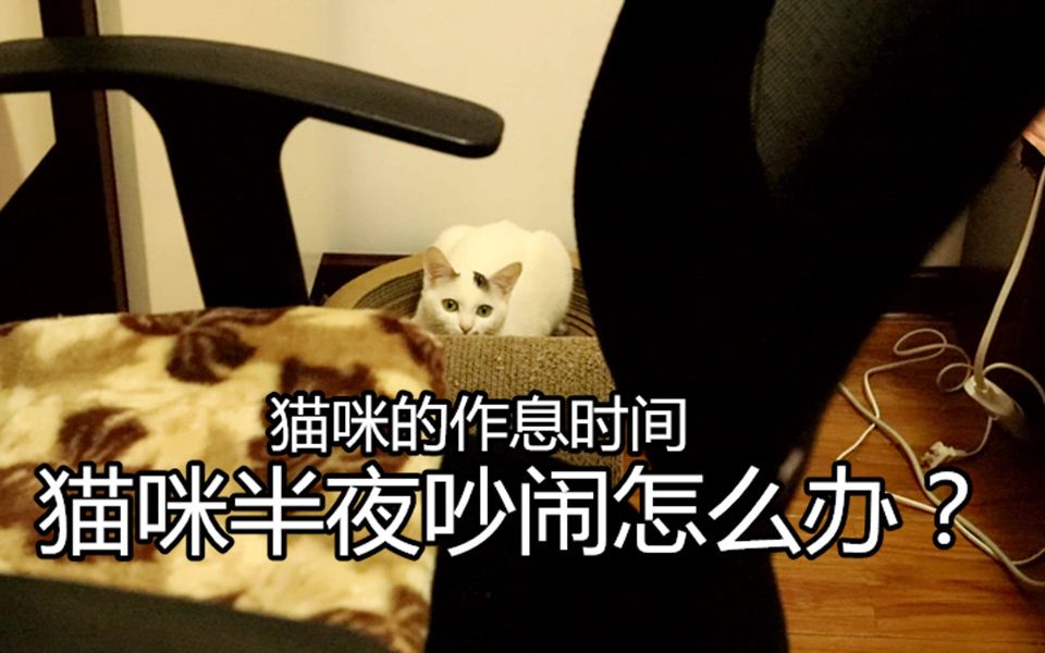 [图]猫咪的作息时间及半夜猫咪吵闹怎么办？