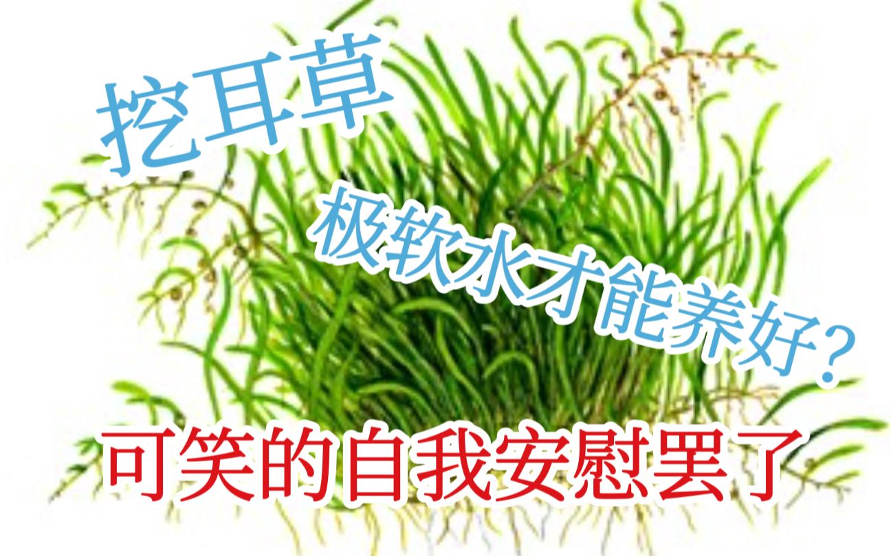 【水草科普】每天介绍一种水草(第九期 禾叶挖耳草)哔哩哔哩bilibili