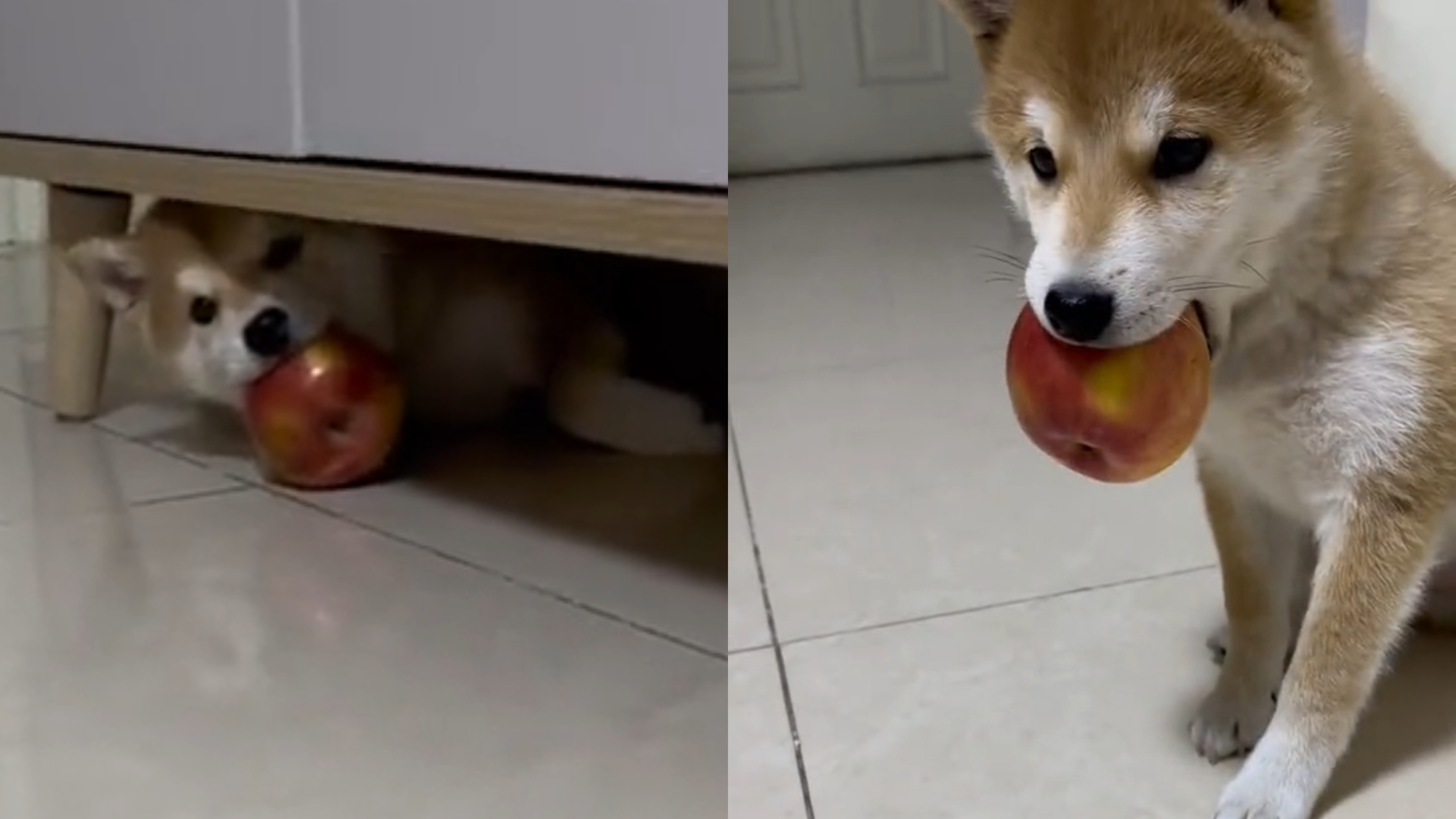 贪心小狗得到一整个苹果,"不自量力"想一口吞,接下来丢尽狗脸