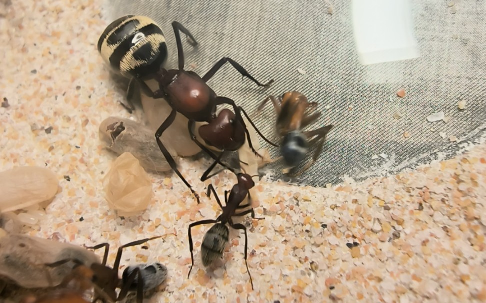 来自非洲沙漠的年轻母亲金沙弓背蚁羽化实录