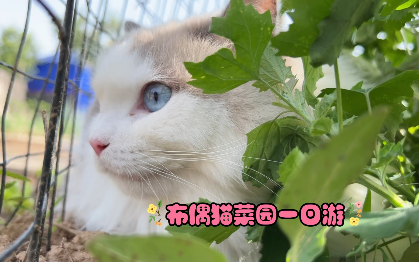 只带了一只布偶猫去菜地，两个孩子根本不够分-猪娣儿是一只猫-猪娣儿是一只猫-哔哩哔哩视频