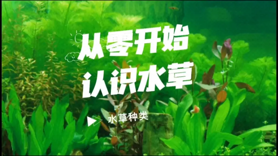 从零开始认识水草——水草种类_哔哩哔哩_bilibili