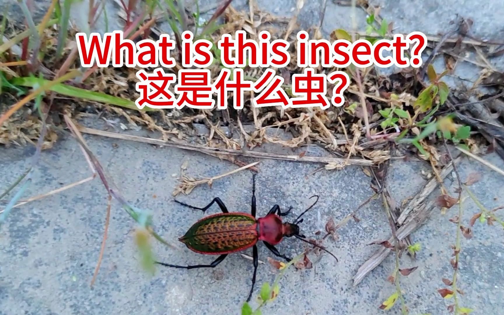 有甲殼,蠻漂亮,你說這是什麼蟲呀?what is this insect?