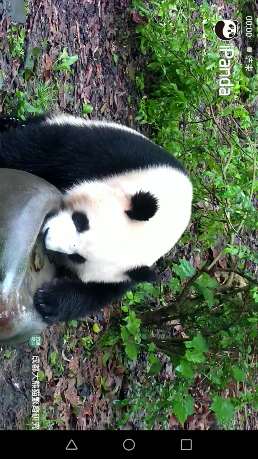 大熊猫成浪图片