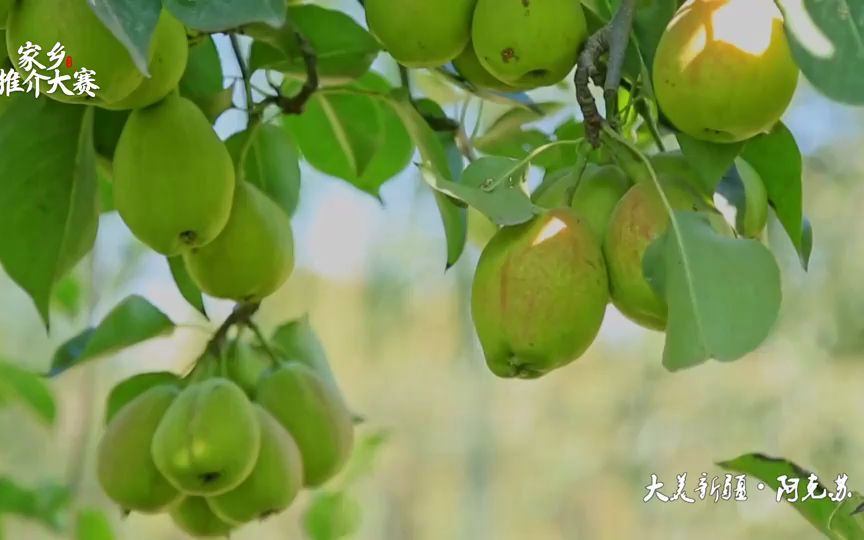 新疆阿克苏市阿克苏香梨