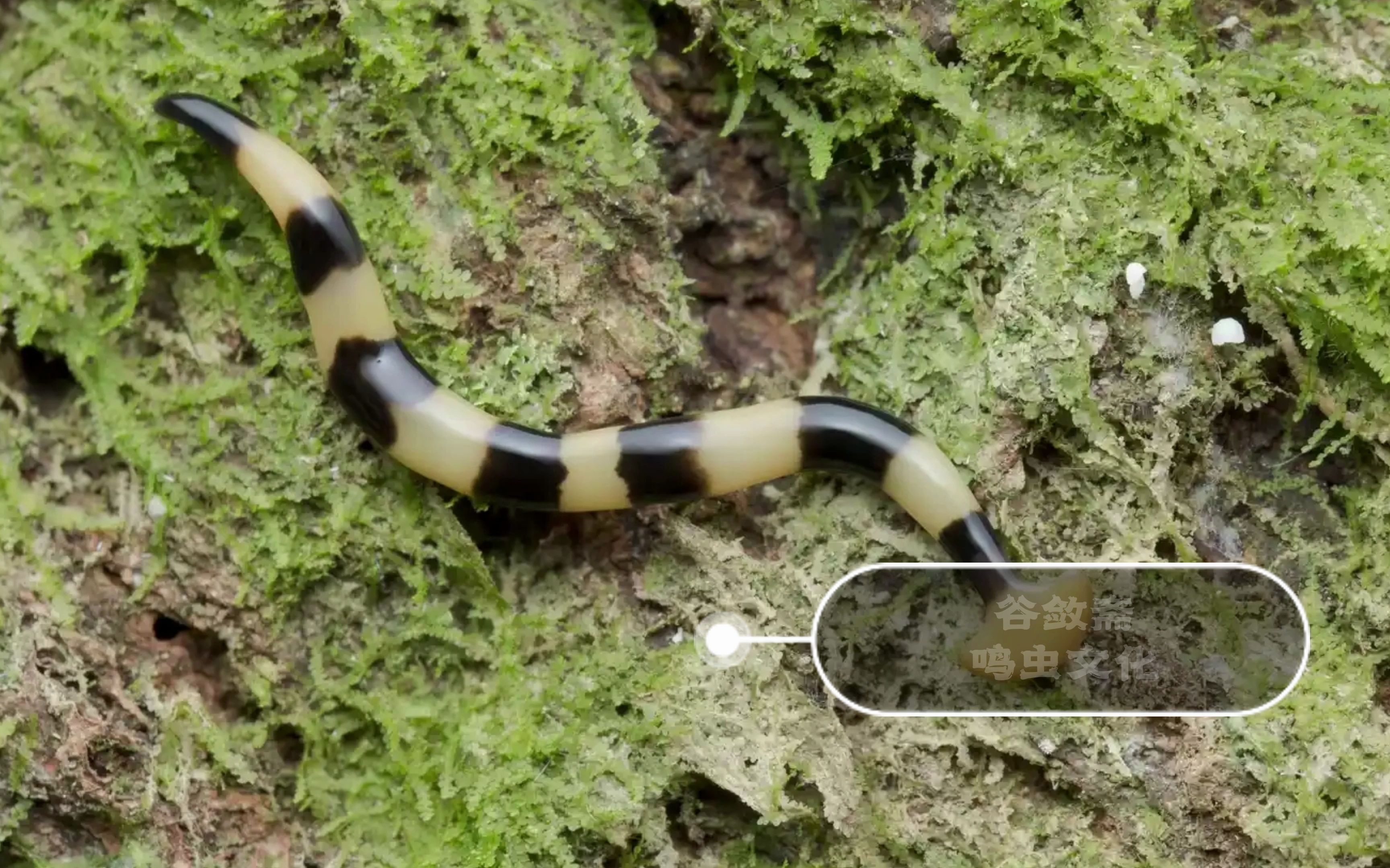 一种可怕的有毒陆生扁虫- 锤头扁虫