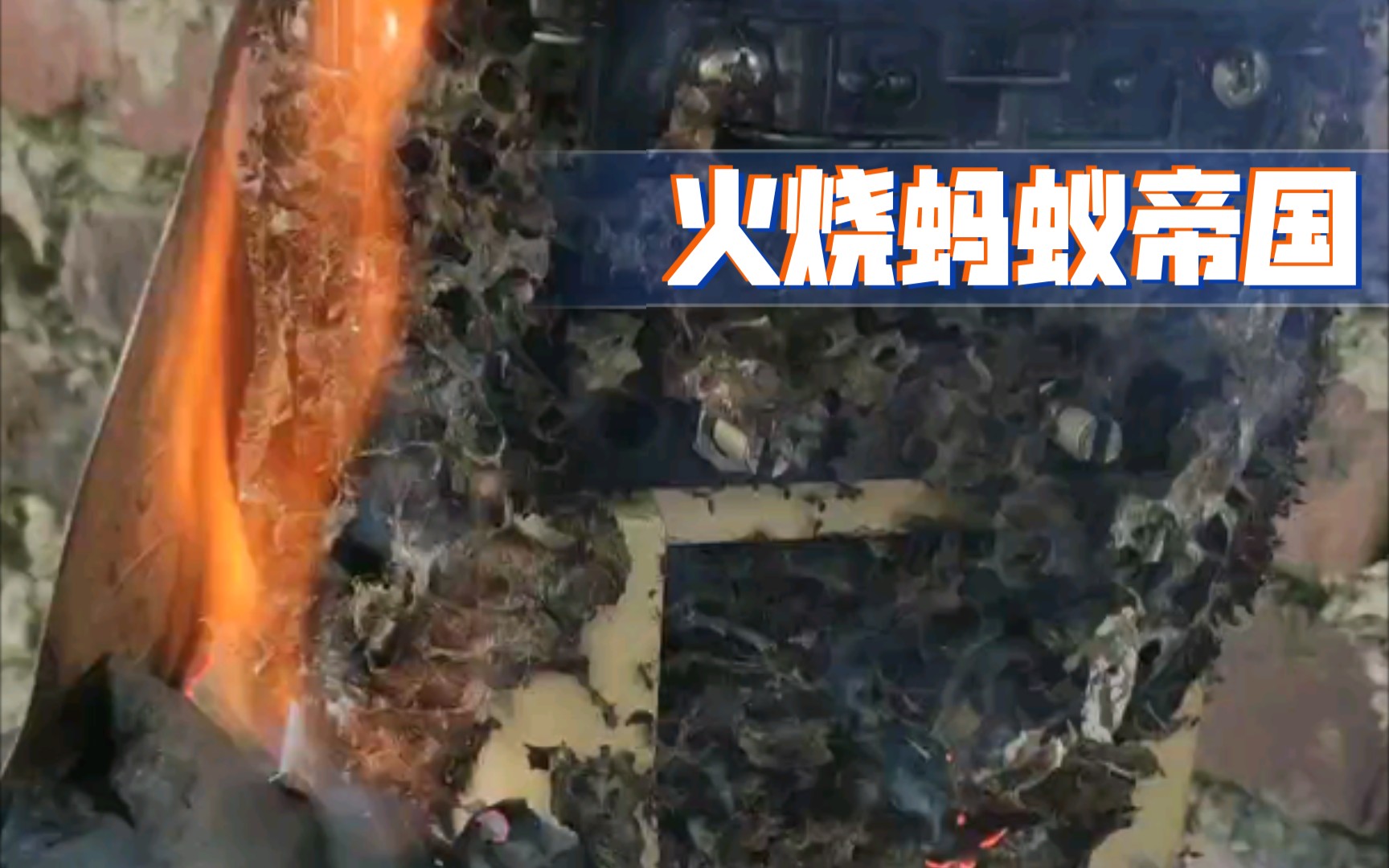 火烧蚂蚁帝国,比博燃(认真)!