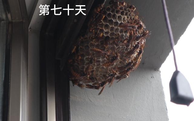 蜂筑巢,第七十天